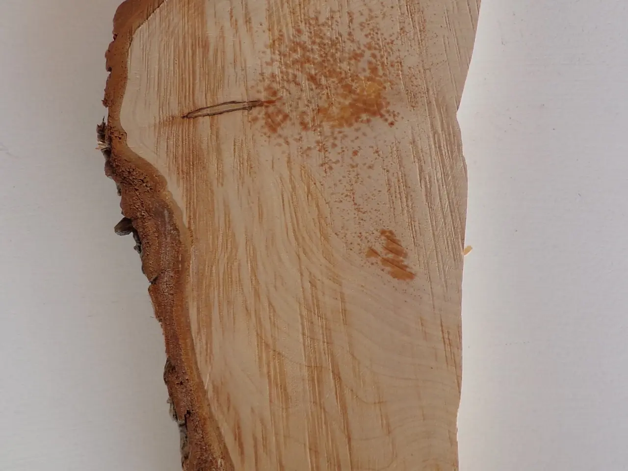Billede 1 - NY Thuja Træskive 29 cm til kreative projekter