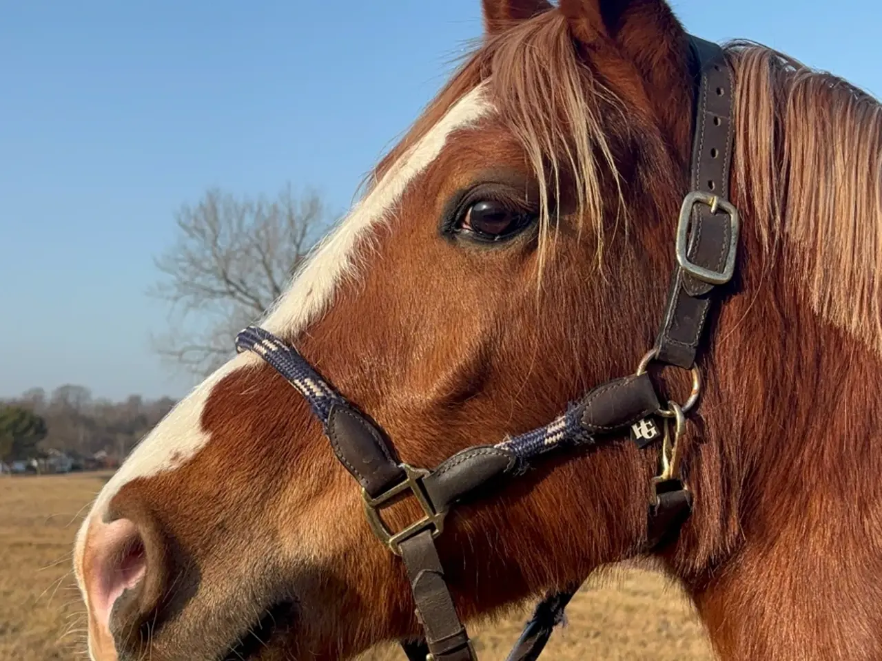 Billede 10 - Welsh cob vallak 