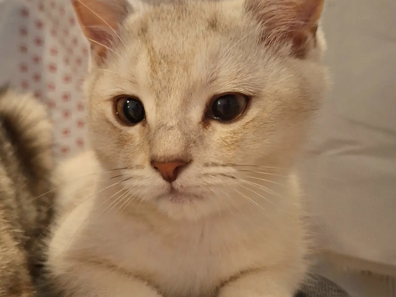 Billede 4 - British shorthair