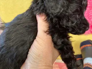 Dværg puddel 💝