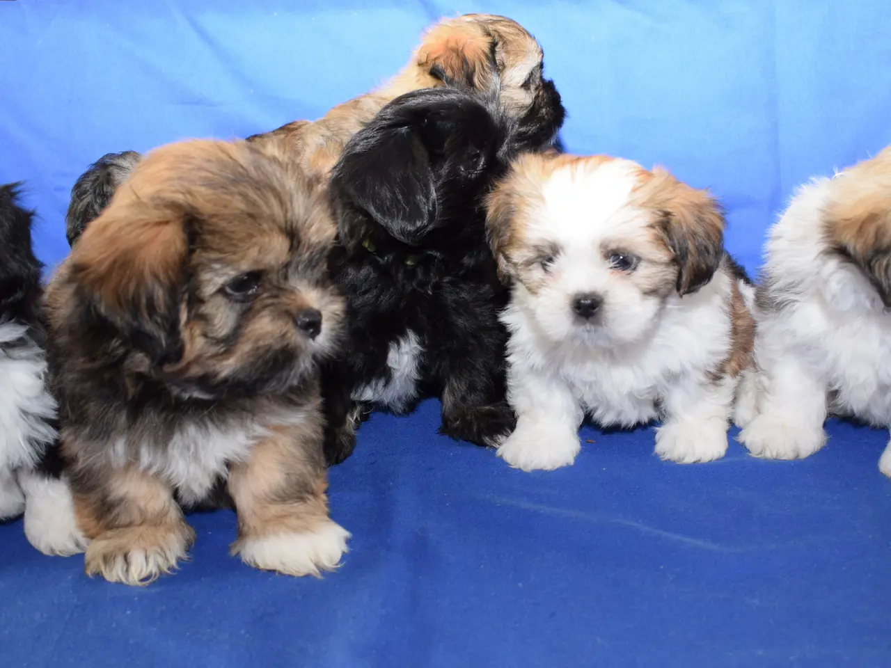 Billede 12 - Lhasa Apso hvalpe