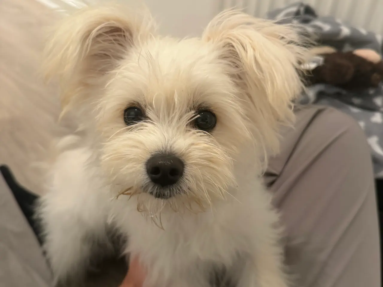 Billede 3 - Maltipoo søger sit sidste hjem❤️