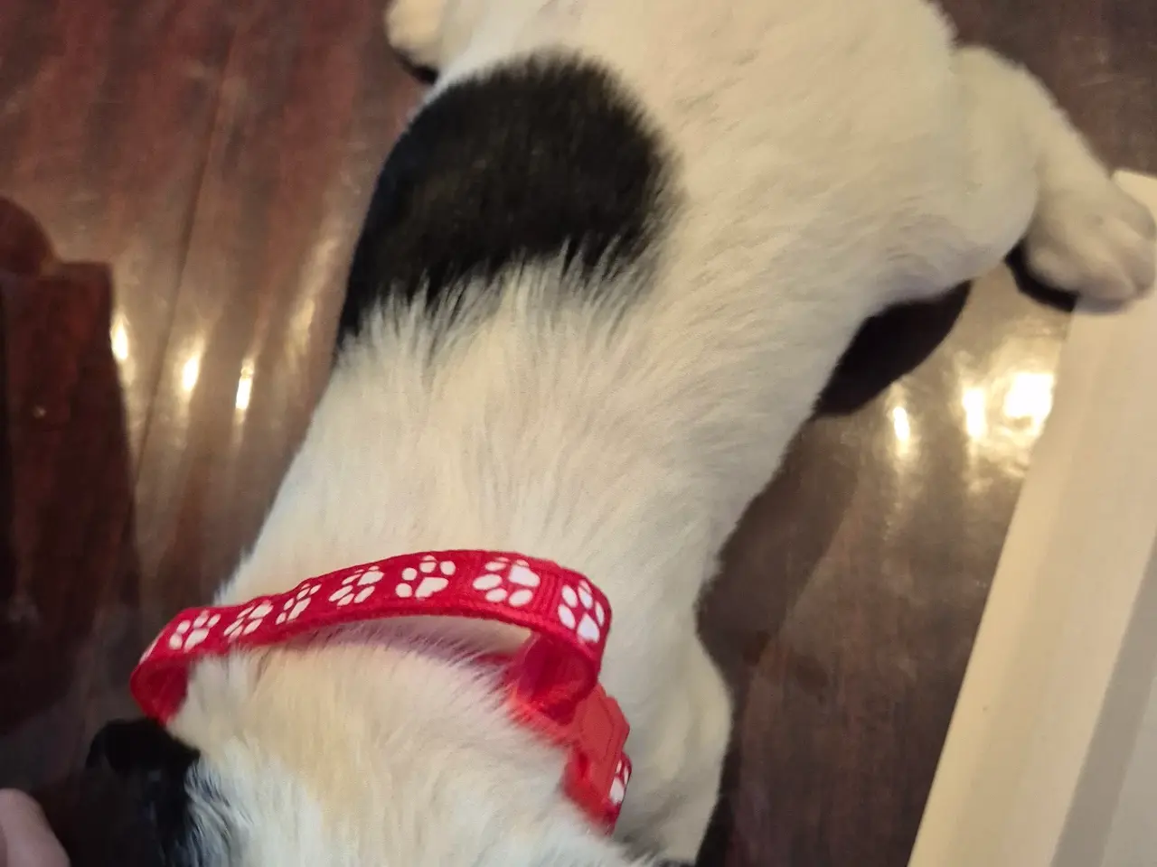 Billede 17 - F.T Engelsk Springer Spaniel hvalpe