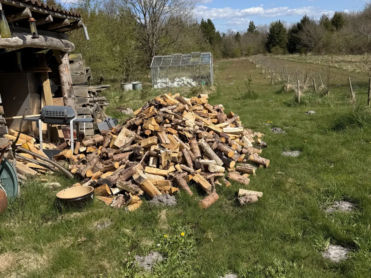 Billede 2 - Blandet løv og gran.