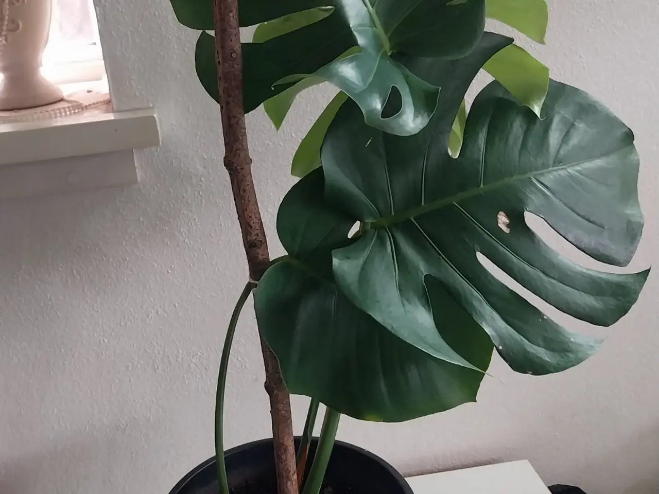 Billede 5 - Plante Monstera 