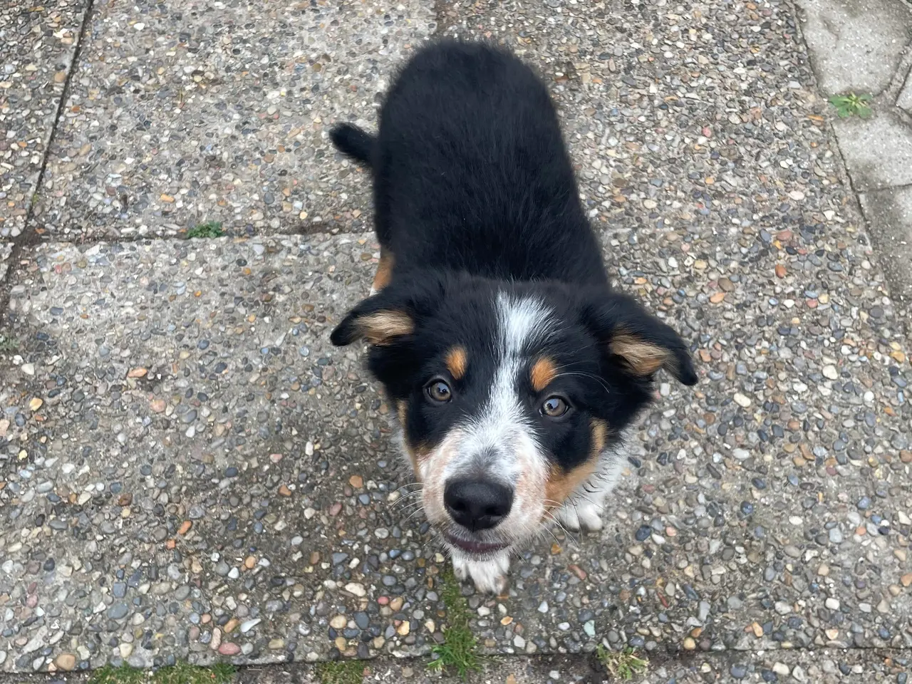 Billede 12 - Border Collie hvalpe 