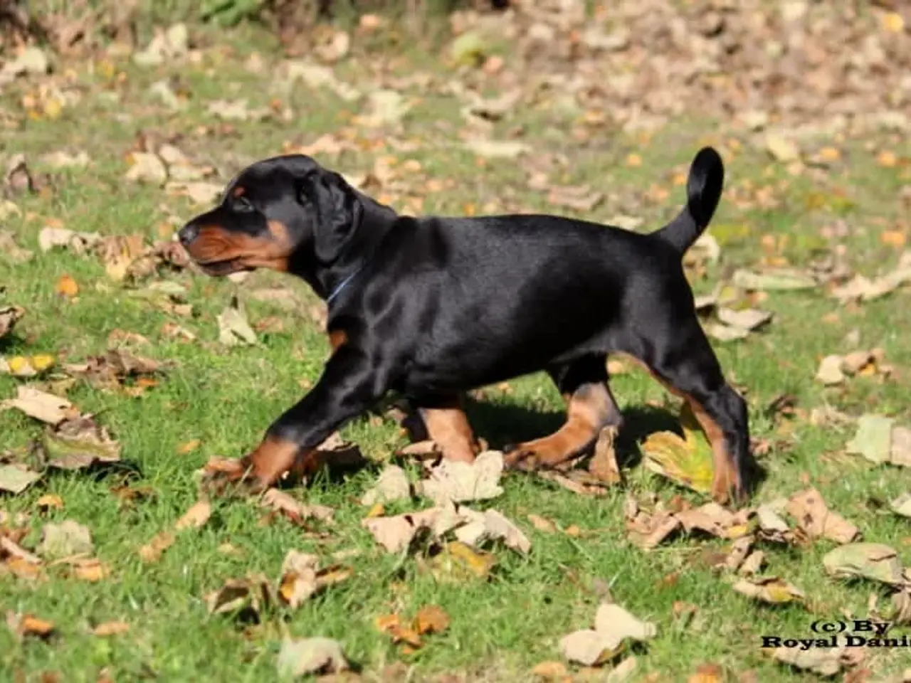 Billede 12 - Dobermann hvalpe i top klasse