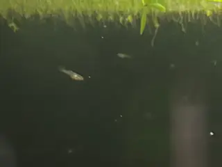 💙🐟 Blue Moscow Guppy Unger – Afhentning Viby J