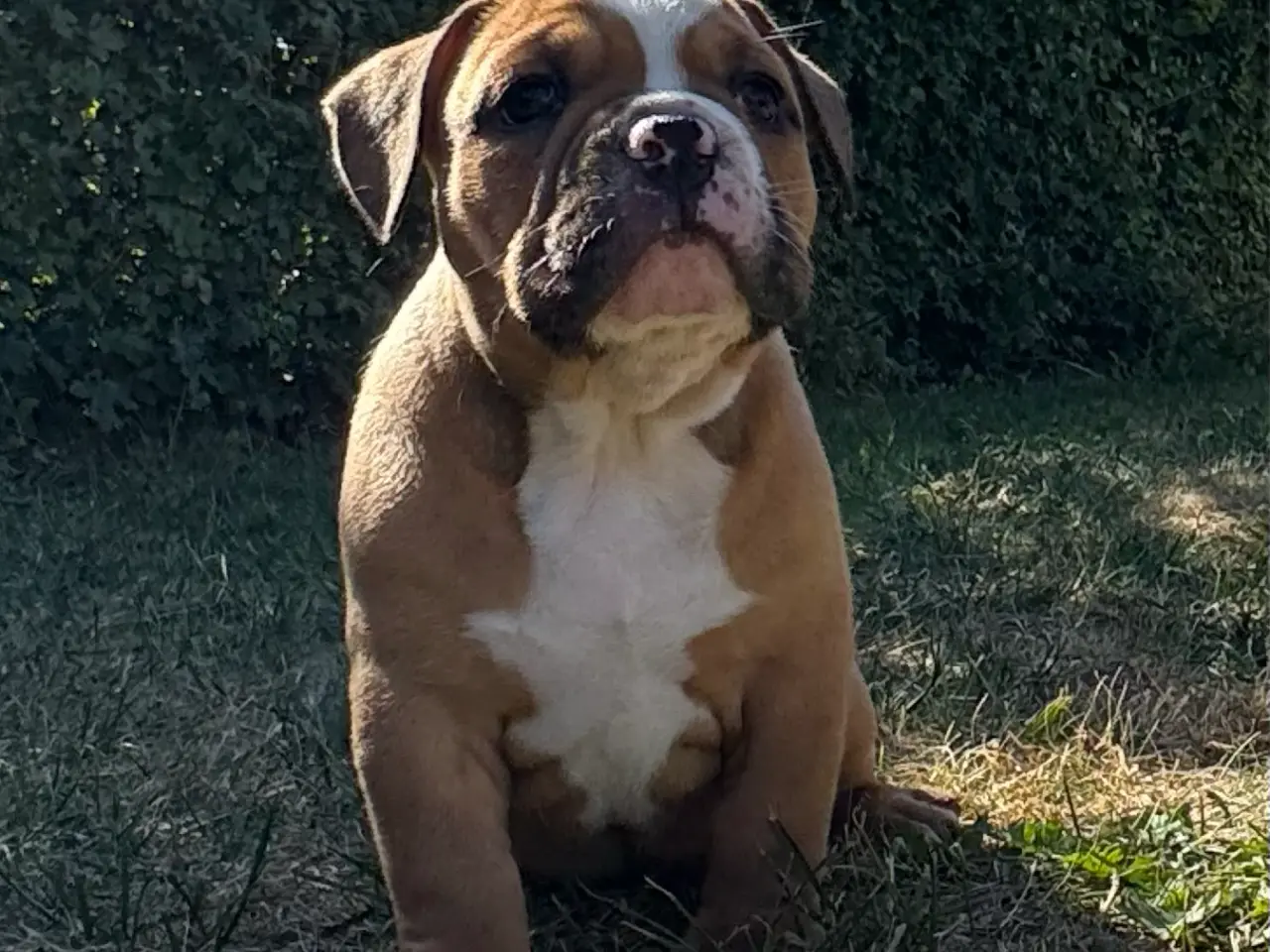 Billede 3 - Mini Bull Hvalpe m/stamtavle