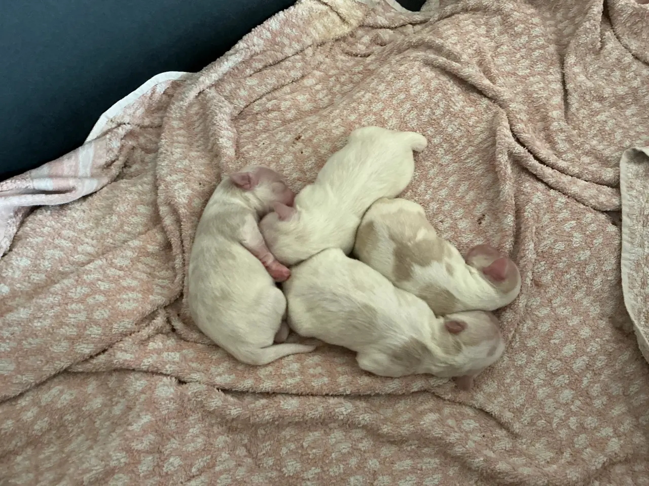 Billede 3 - Malteser/Maltipoo