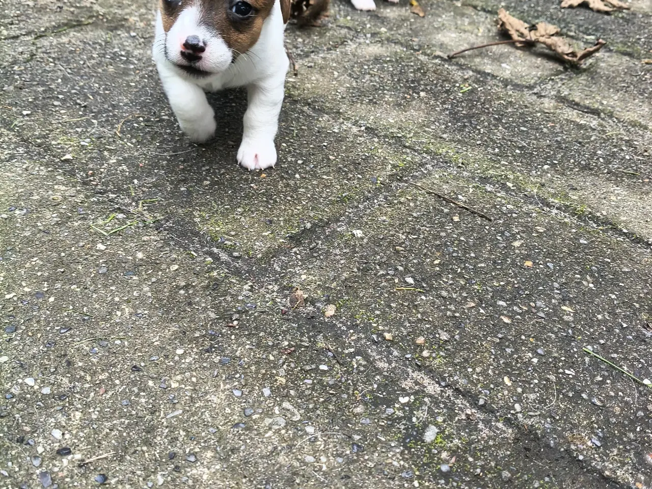 Billede 8 - Lækker Jack Russell Terrier hvalpe 