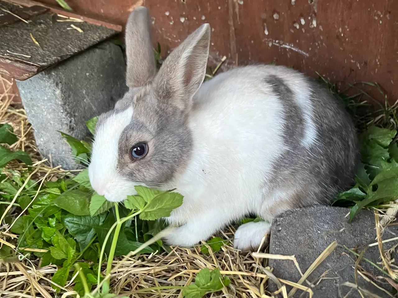 Billede 1 - Hermelin kanin🐰