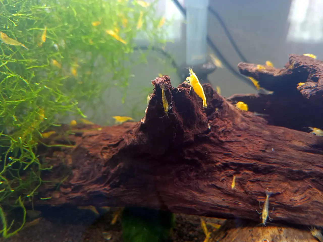 Billede 3 - Gule Neocaridina – Yellow Fire Neon Backstripe
