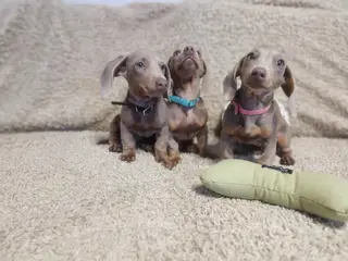 Gravhunde hvalpe 