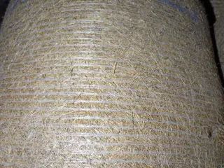 Frøgræs halm