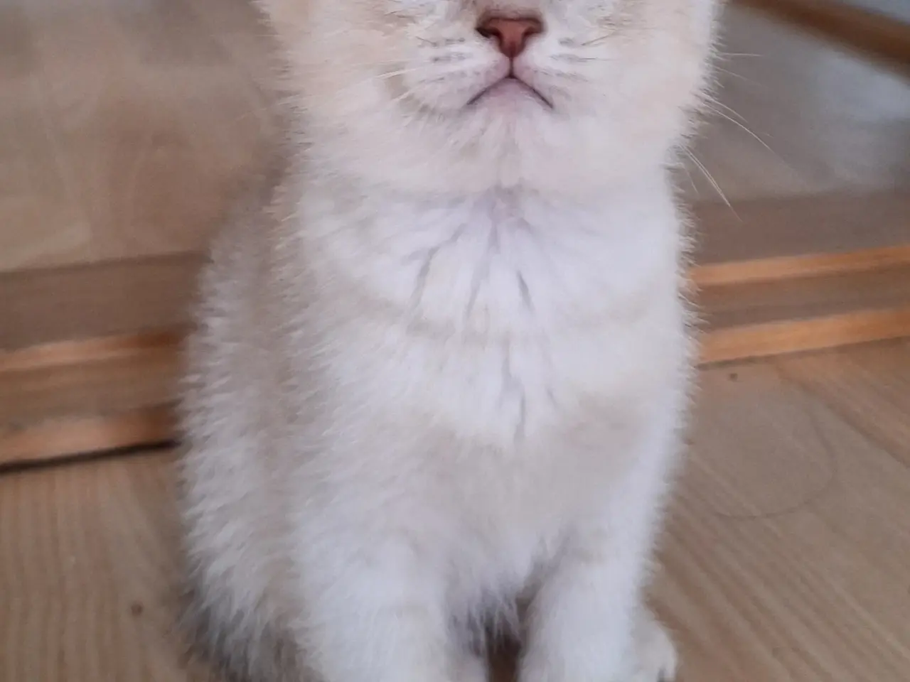 Billede 1 - 🔥 British shorthair🔥
