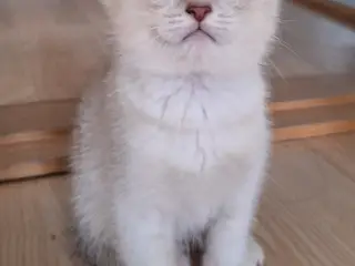 🔥 British shorthair🔥