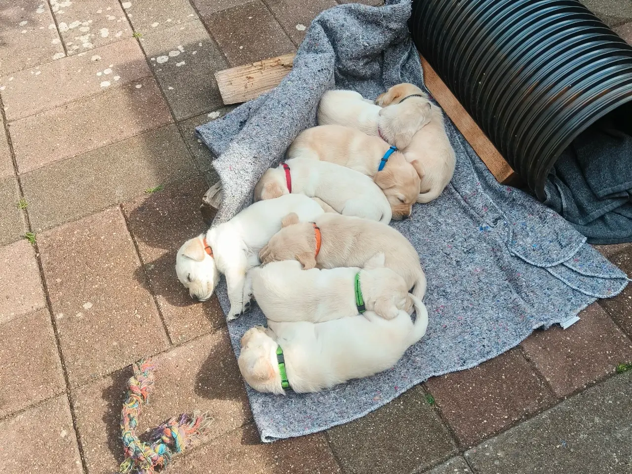 Billede 2 - Gule labrador hvalpe 