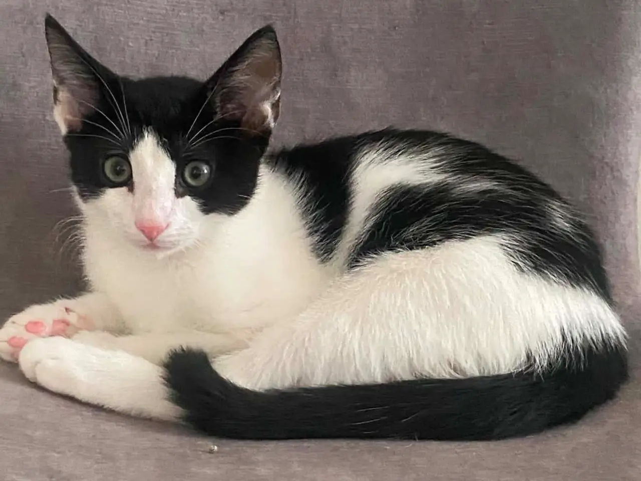 Billede 2 - 🐱 Søde og kærlige kattekillinger søger nyt hjem 