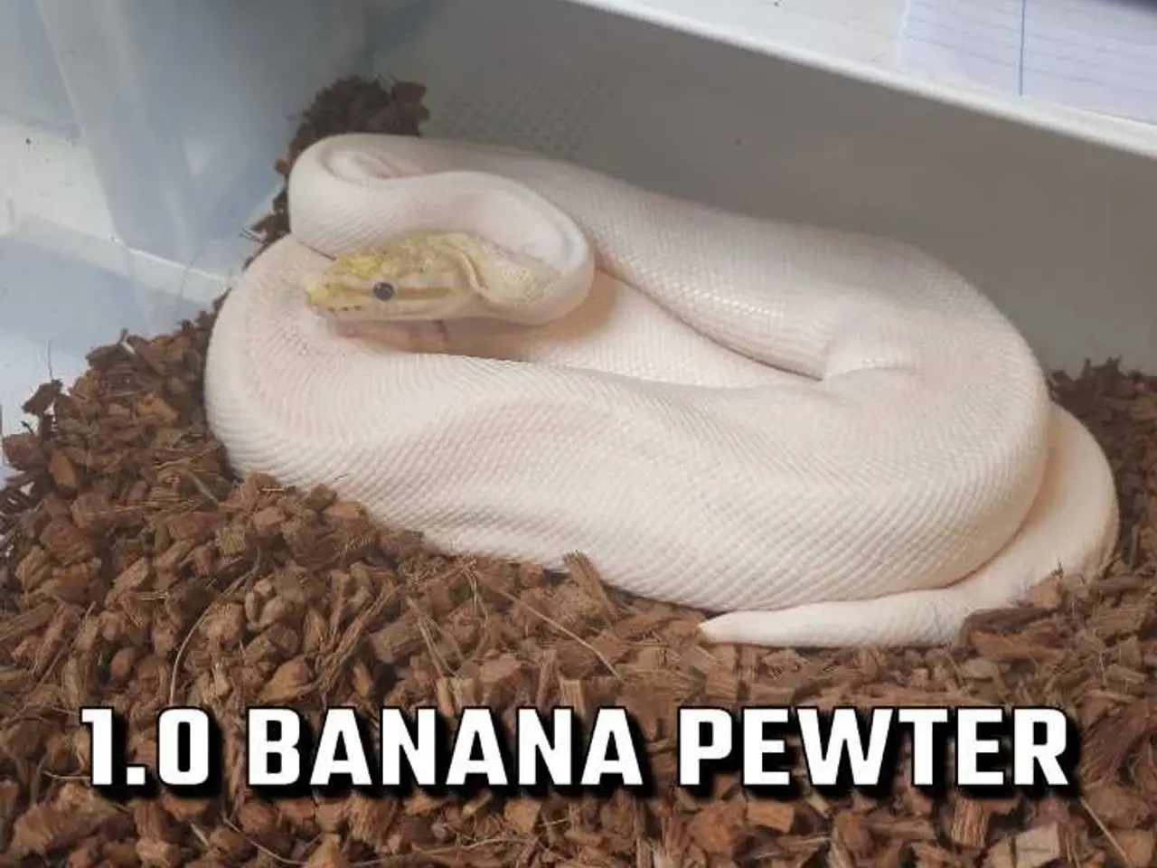 Billede 9 - Konge python avlsgruppe til pied avl
