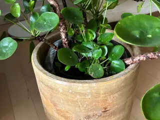 Kinesisk pengeplante, Pilea