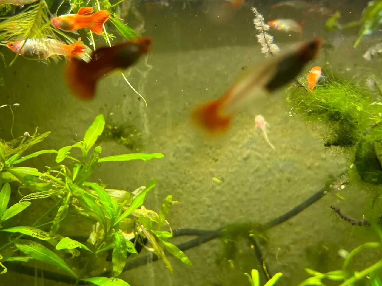 Billede 16 - 🐠❤️ Rednose Koi Guppy Par | Hvid Krop & Rød Hale