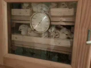 Daggamle Sort sølv bånede dværg