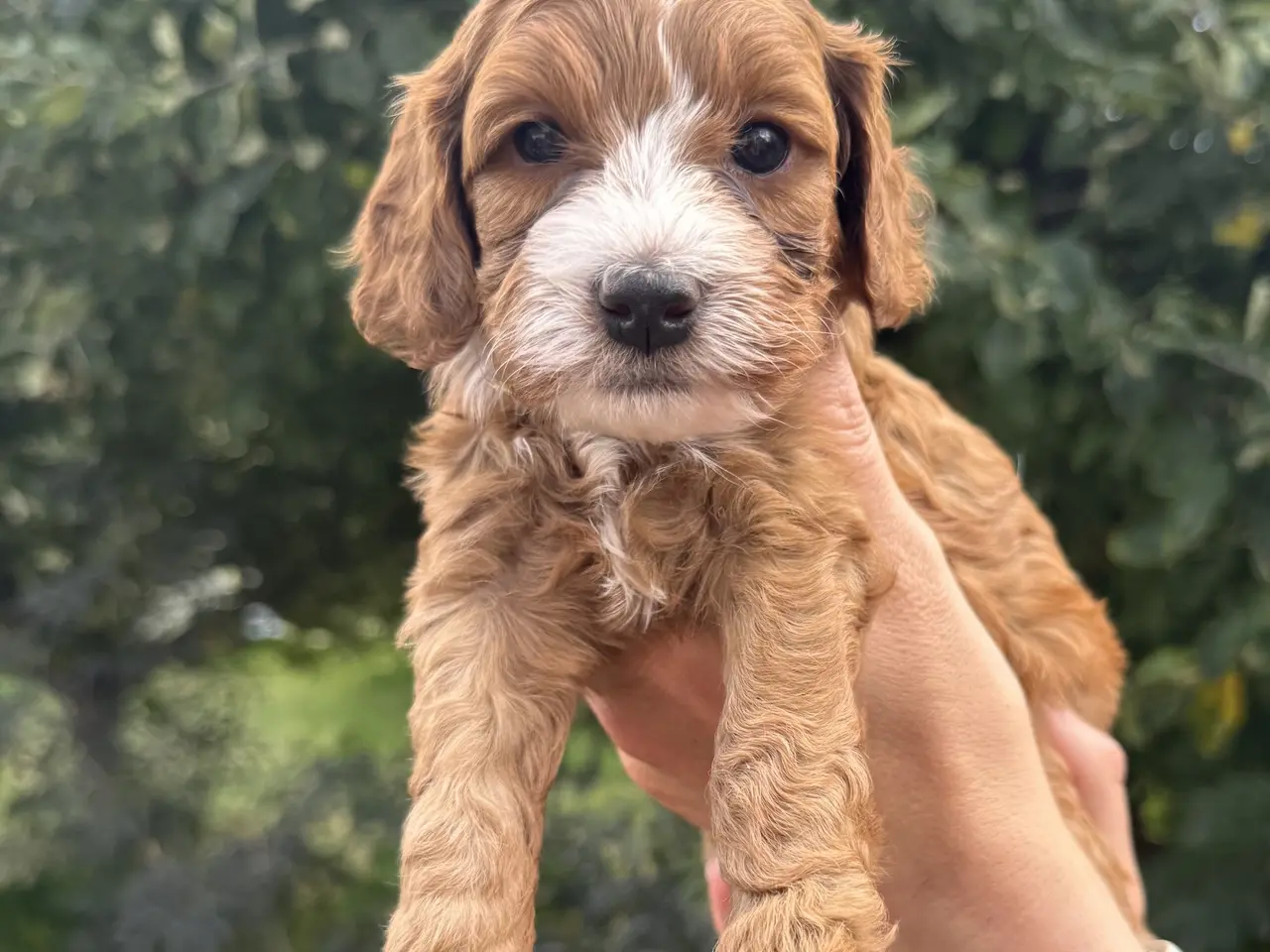 Billede 13 - Maltipoo-hvalpe søger deres familier