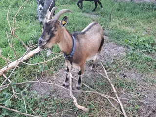 Dværggeder, flok på 5 stk