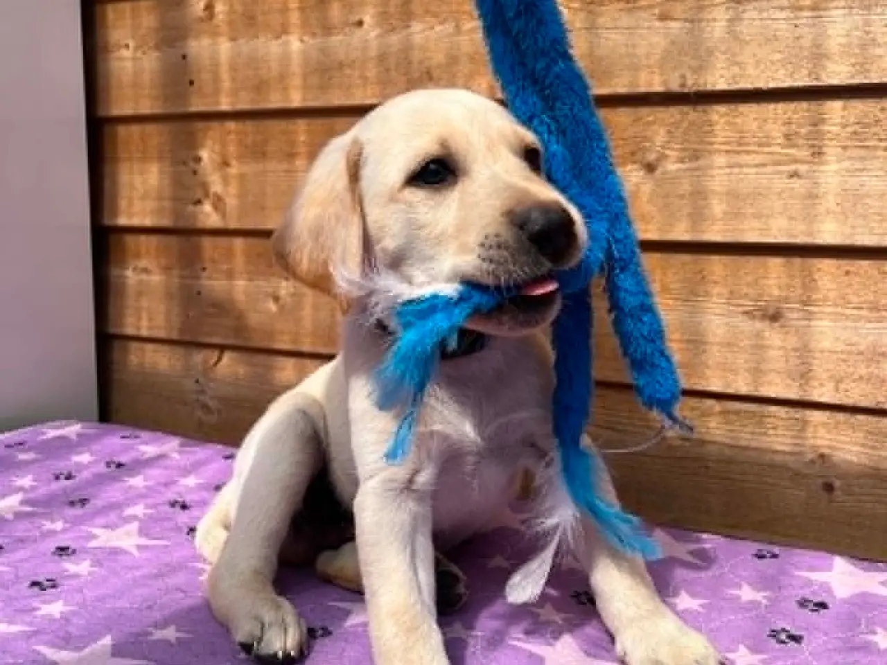 Billede 7 - 💛 Skøn gul Formel 1 Labrador han 💛