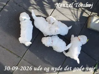 Bichon Frise hvalpe
