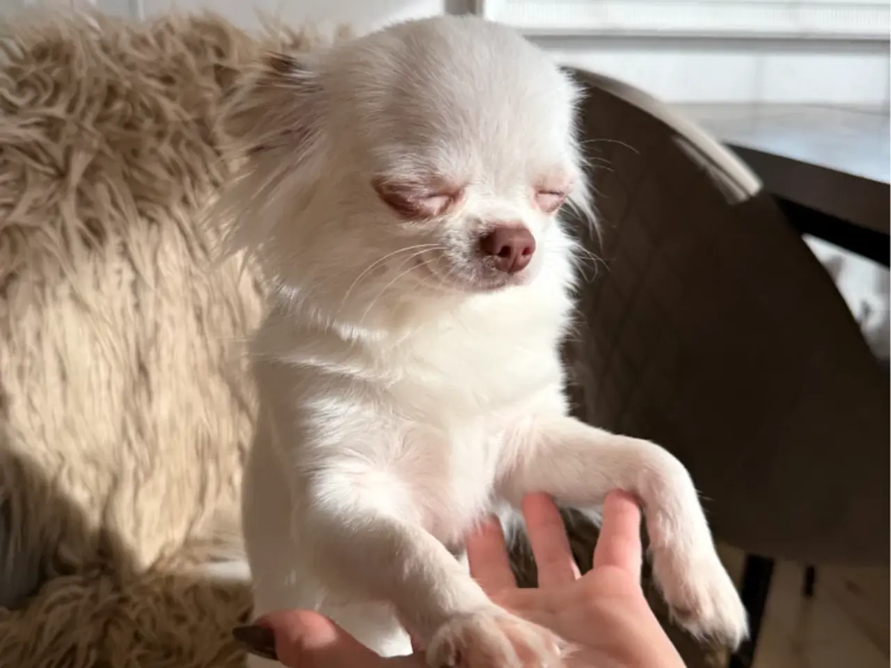 Billede 2 - Langhåret chihuahua pige