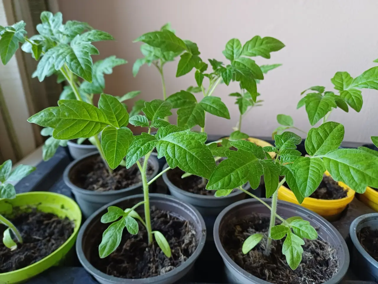 Billede 1 - Tomatplanter flere forskellige