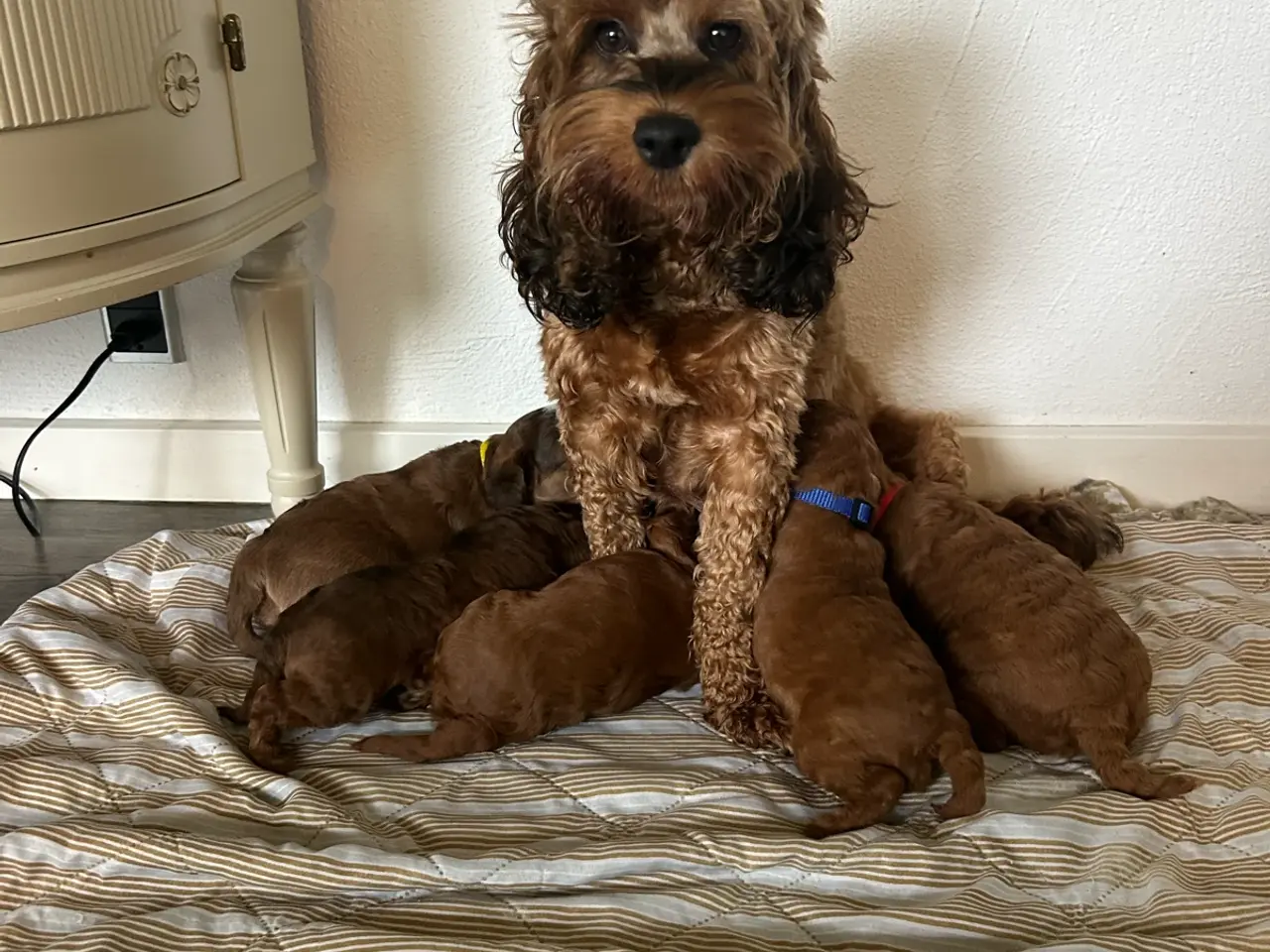Billede 6 - Cockapoo hvalpe sælges 3 uger 🧸🐶🌸