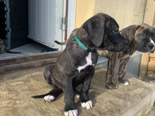 Presa canario / Cane Corso hvalpe - 4