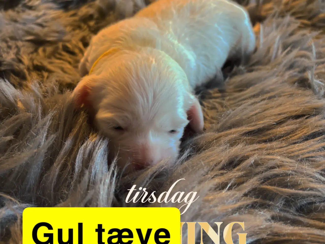 Billede 12 - 🐾Allergivenlige hvalpe søger kærlige hjem🐾
