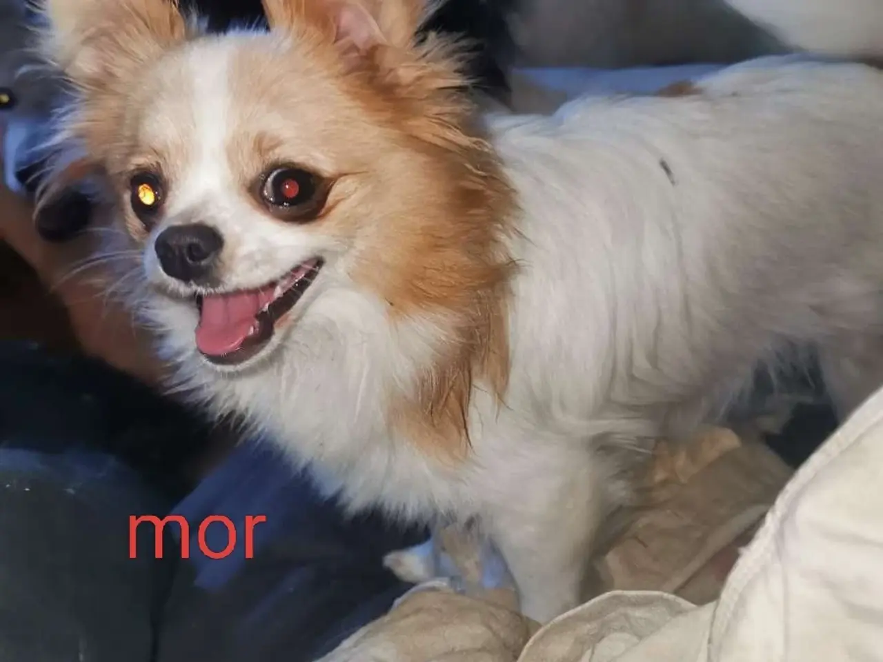 Billede 13 - Langhåret Chihuahua hvalpe