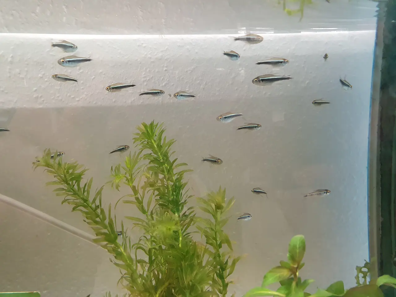 Billede 5 - ⚫🐟 SORTE NEON TIL SALG 🐟⚫