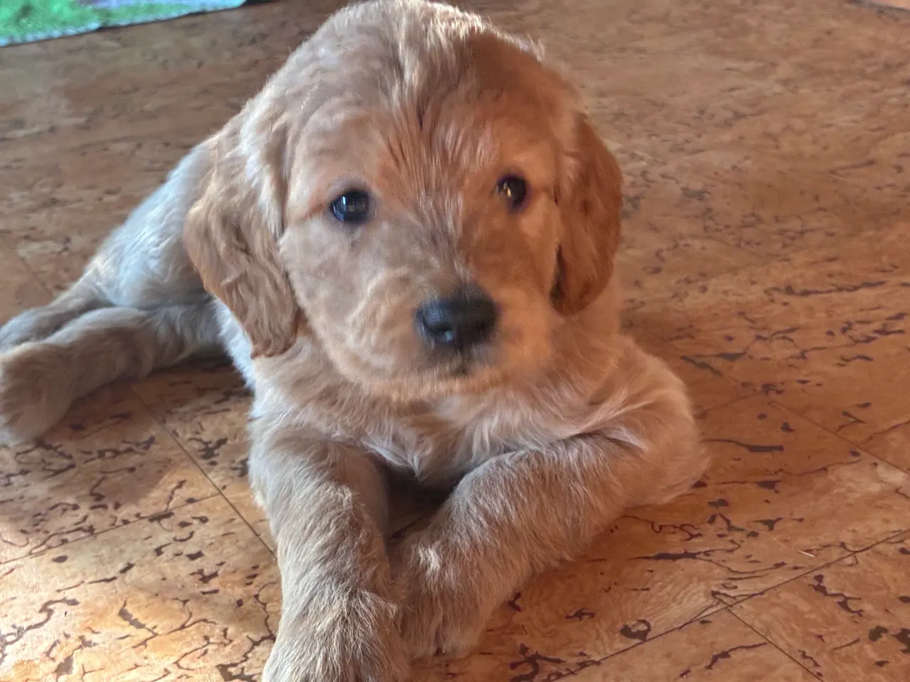 Billede 1 - Goldendoodle hvalpe
