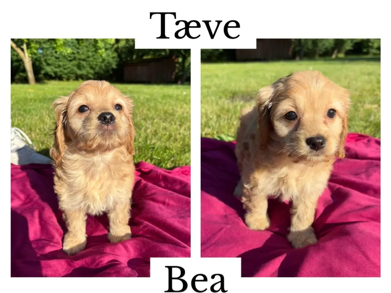Billede 1 - Cockapoo hvalpe