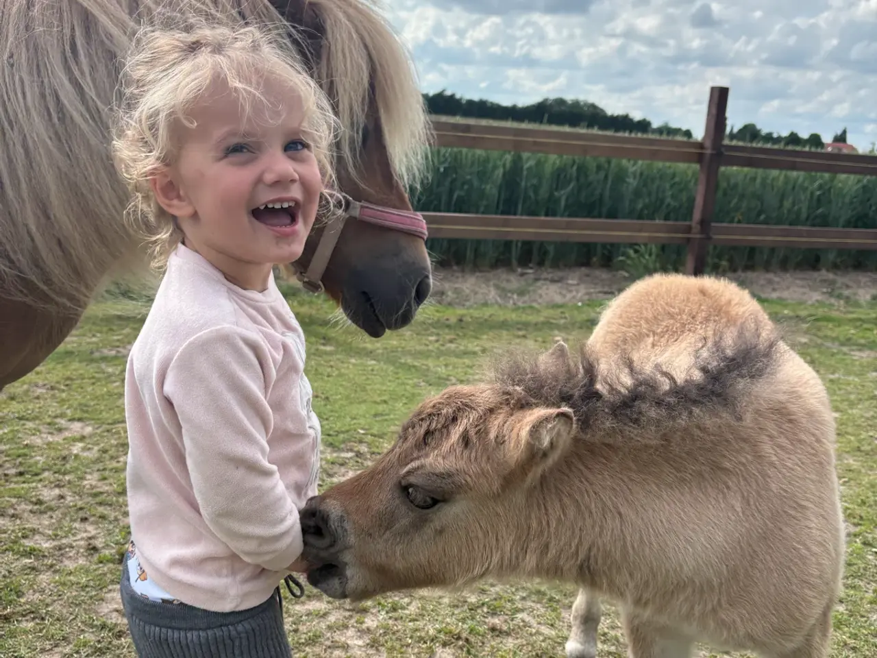 Billede 5 - 10 årig børnevenlig hoppe og hingste føl.