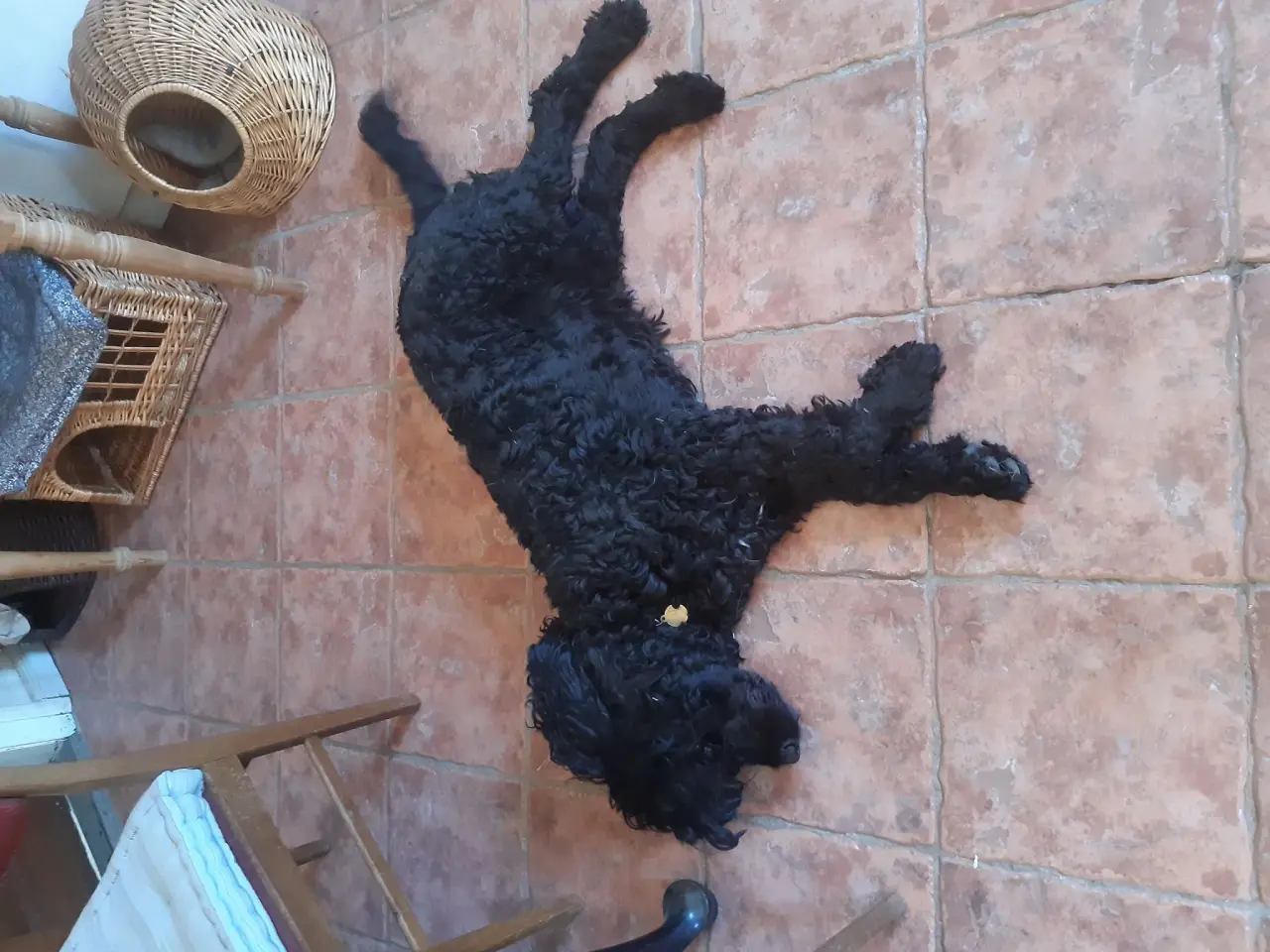 Billede 1 - Labradoodle han til parring