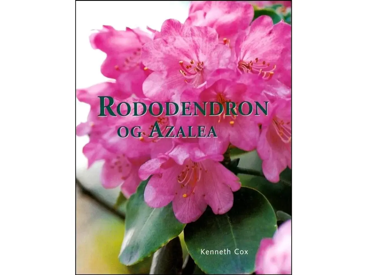 Billede 1 - Rododendron og Azalea