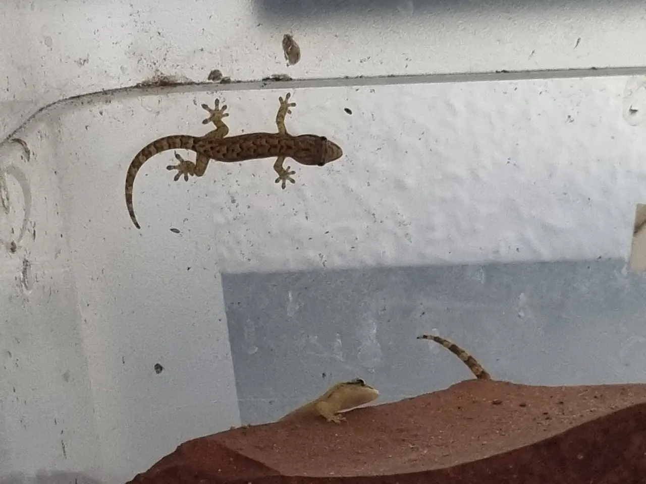 Billede 1 - Jomfrugekko unger 