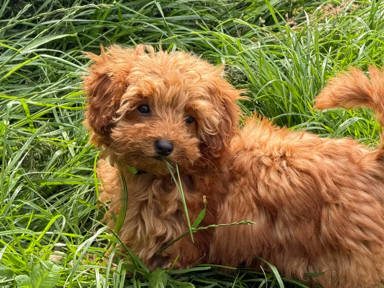 Billede 1 - 🐾✨ Skønne Mini Maltipoo hvalpe klar juli/August