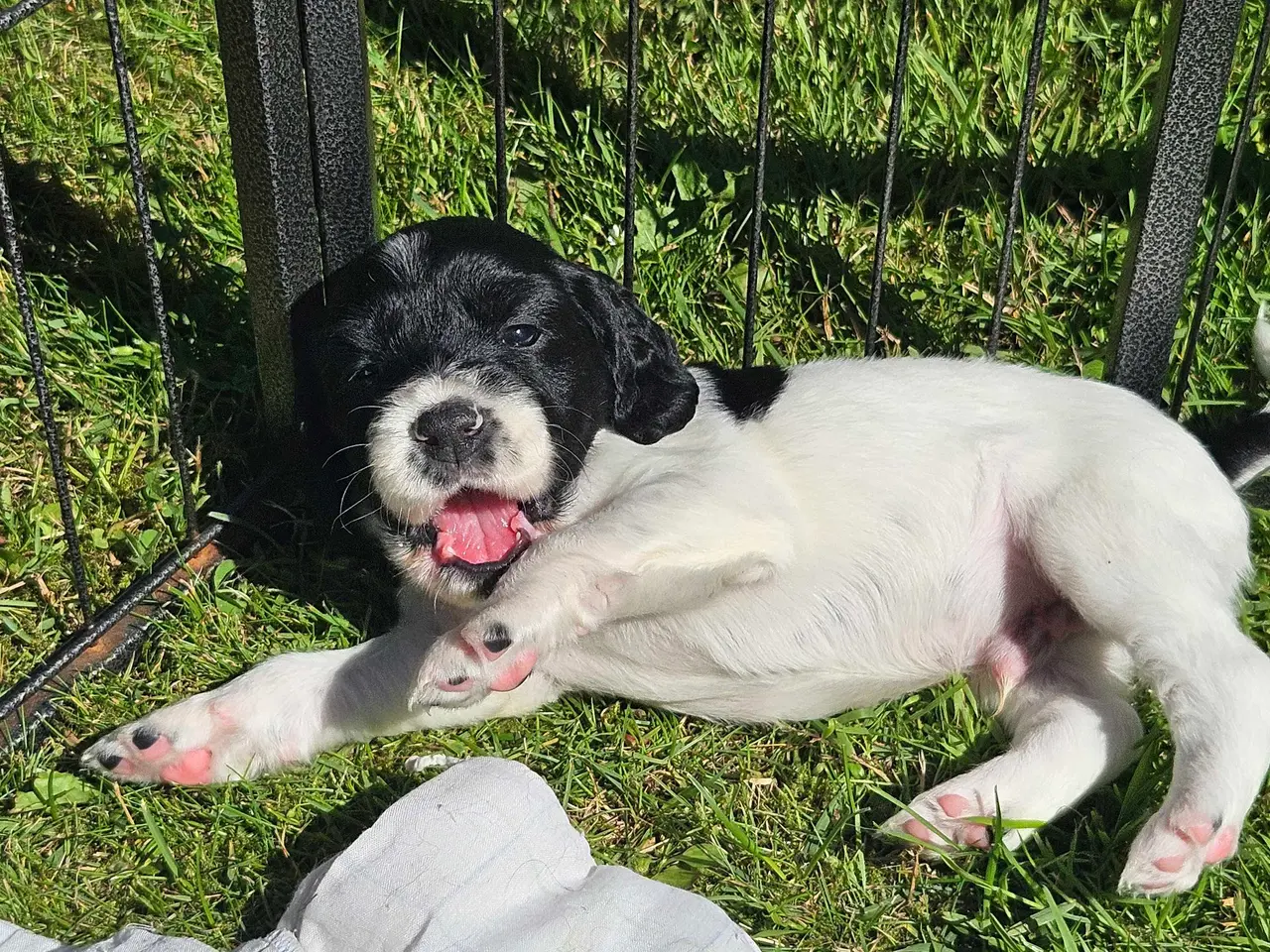 Billede 6 - Engelsk springer spaniel 