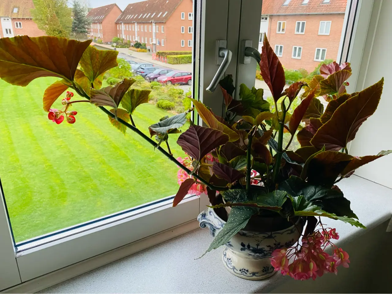 Billede 5 - Angel Wing Begonia med lyserøde blomster 