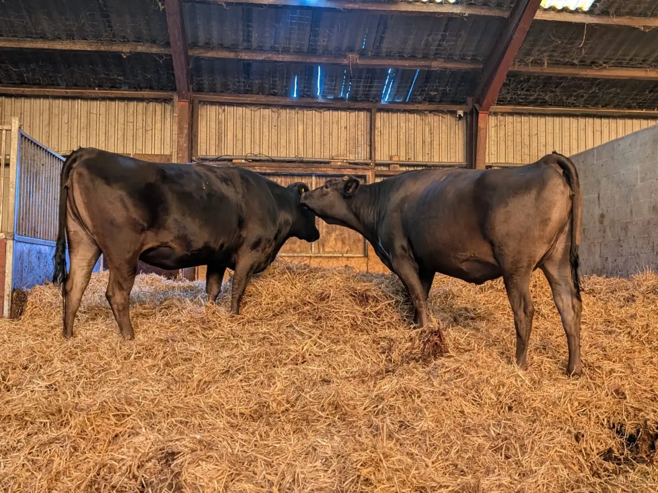 Billede 2 - To Wagyu køer til salg