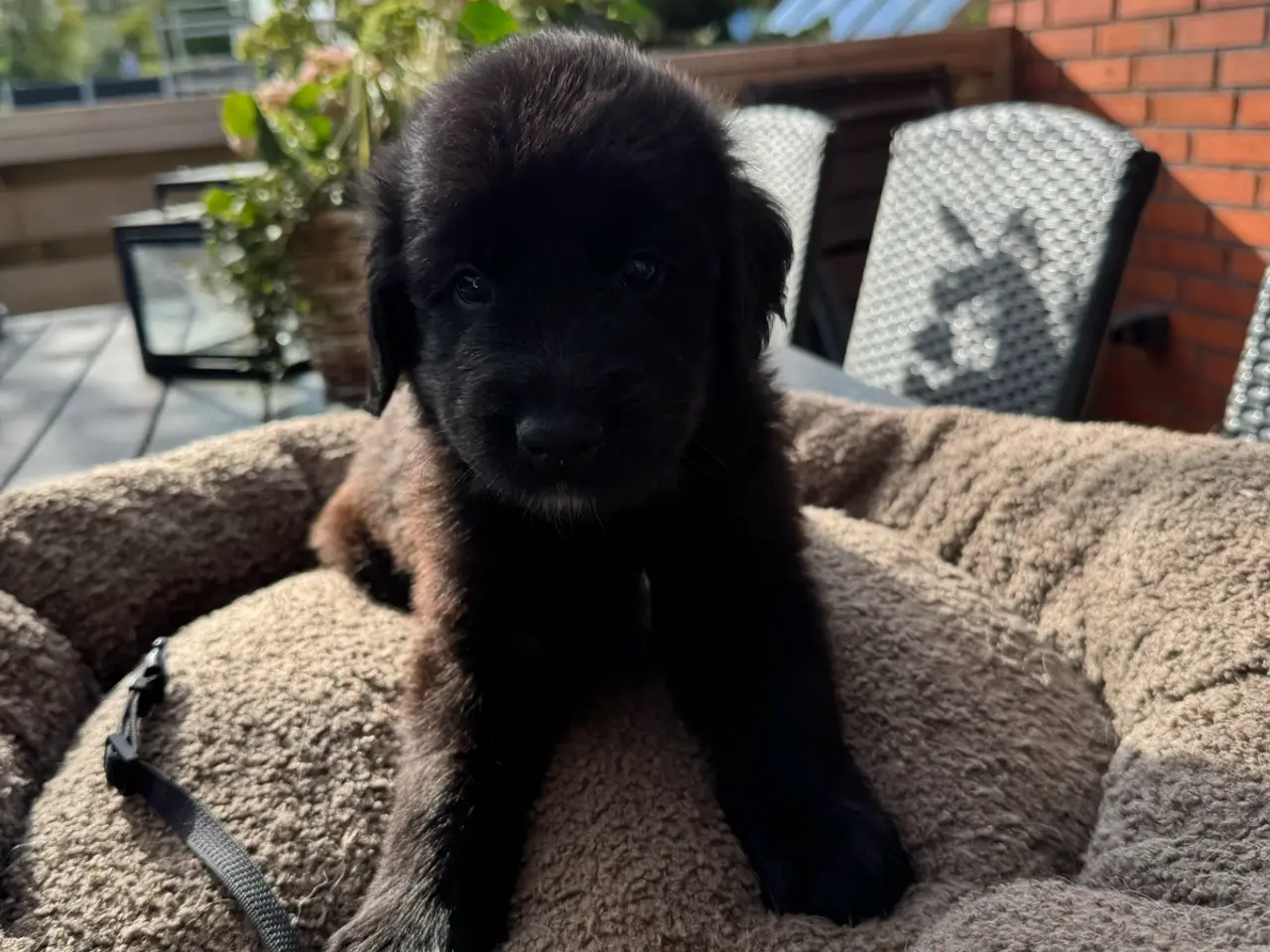 Billede 6 - God retriever/doodle-mix bamser