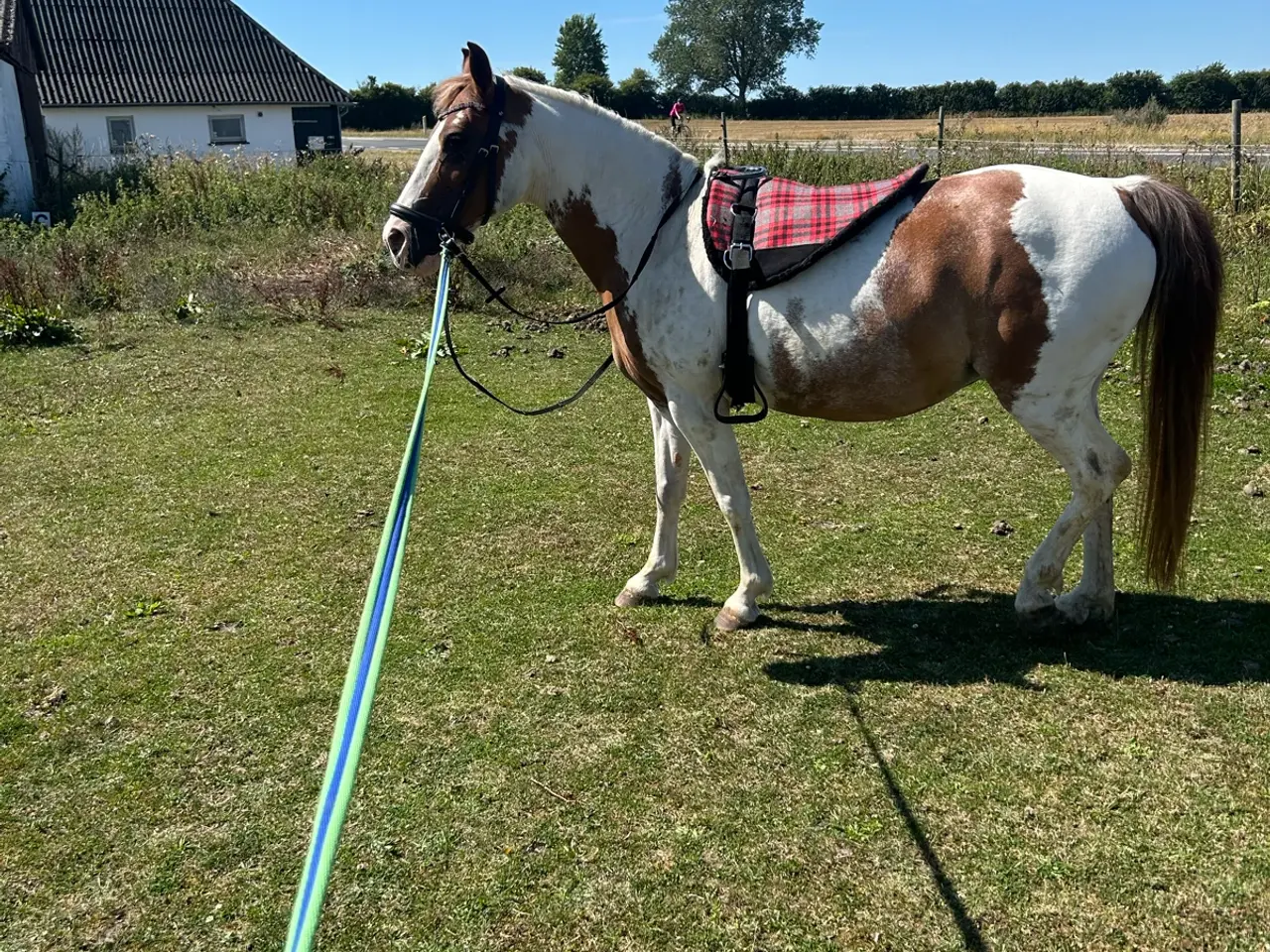 Billede 18 - Smuk prinsesse pony sælges
